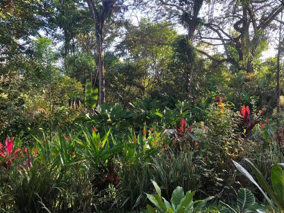 Puesta Del Sol Hotel Quepos Buitenkant foto